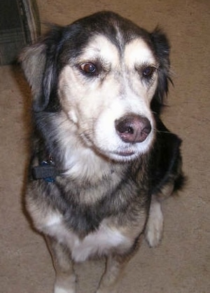 Close Up - A black with white and tan Goberian is sitting on a carpet and there is a couch behind it